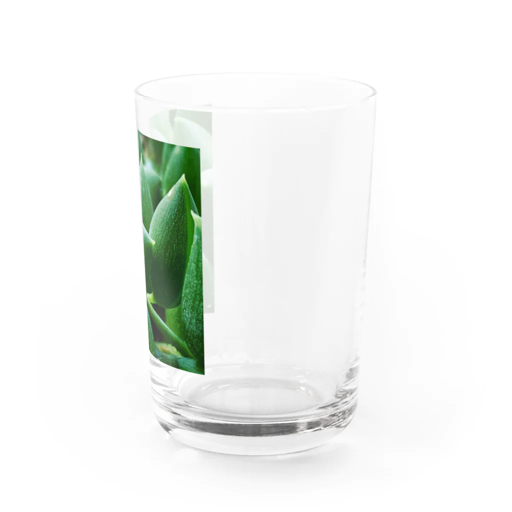 03damono🇯🇵の多肉植物 Water Glass :right