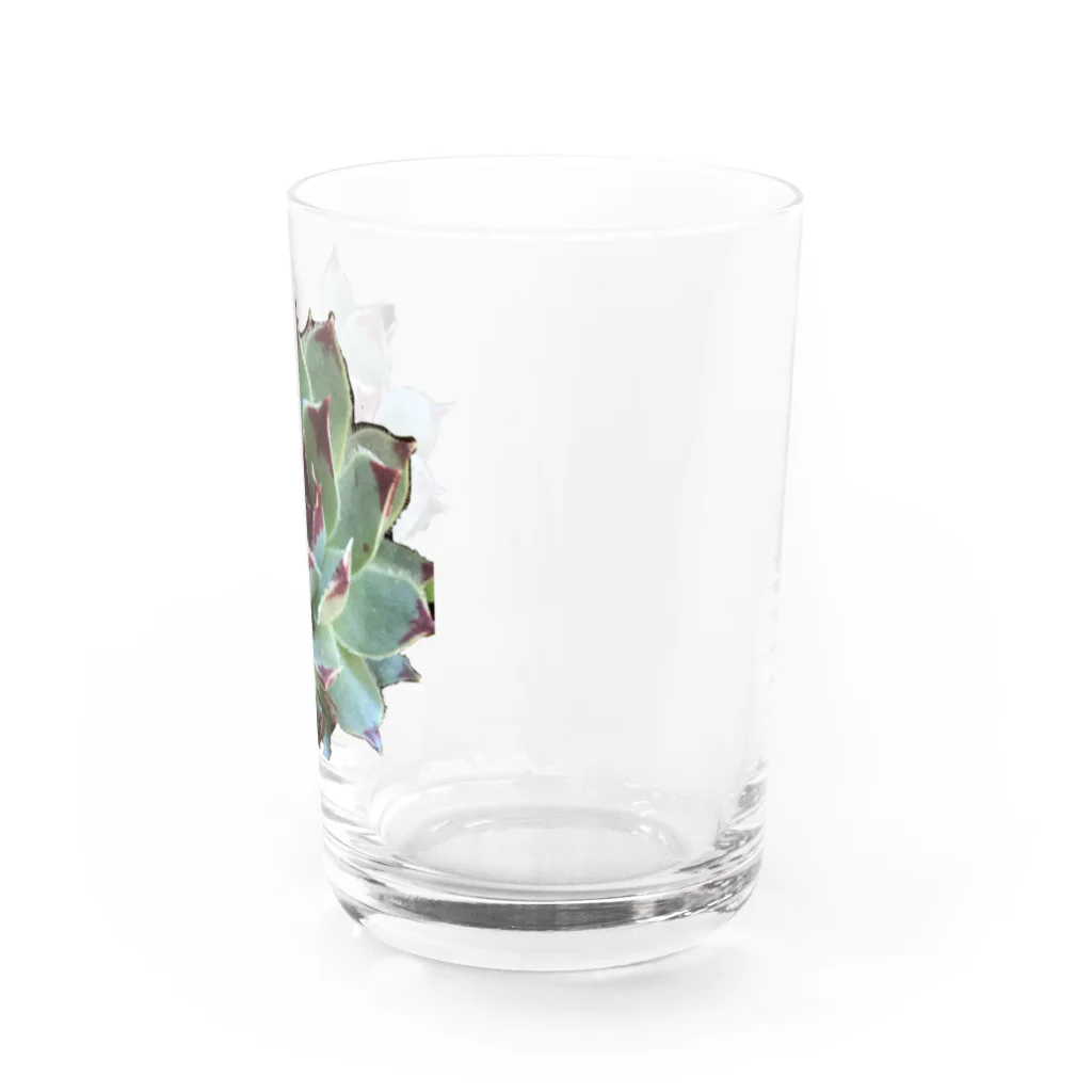 nanachan777の多肉植物　綾桜 Water Glass :right