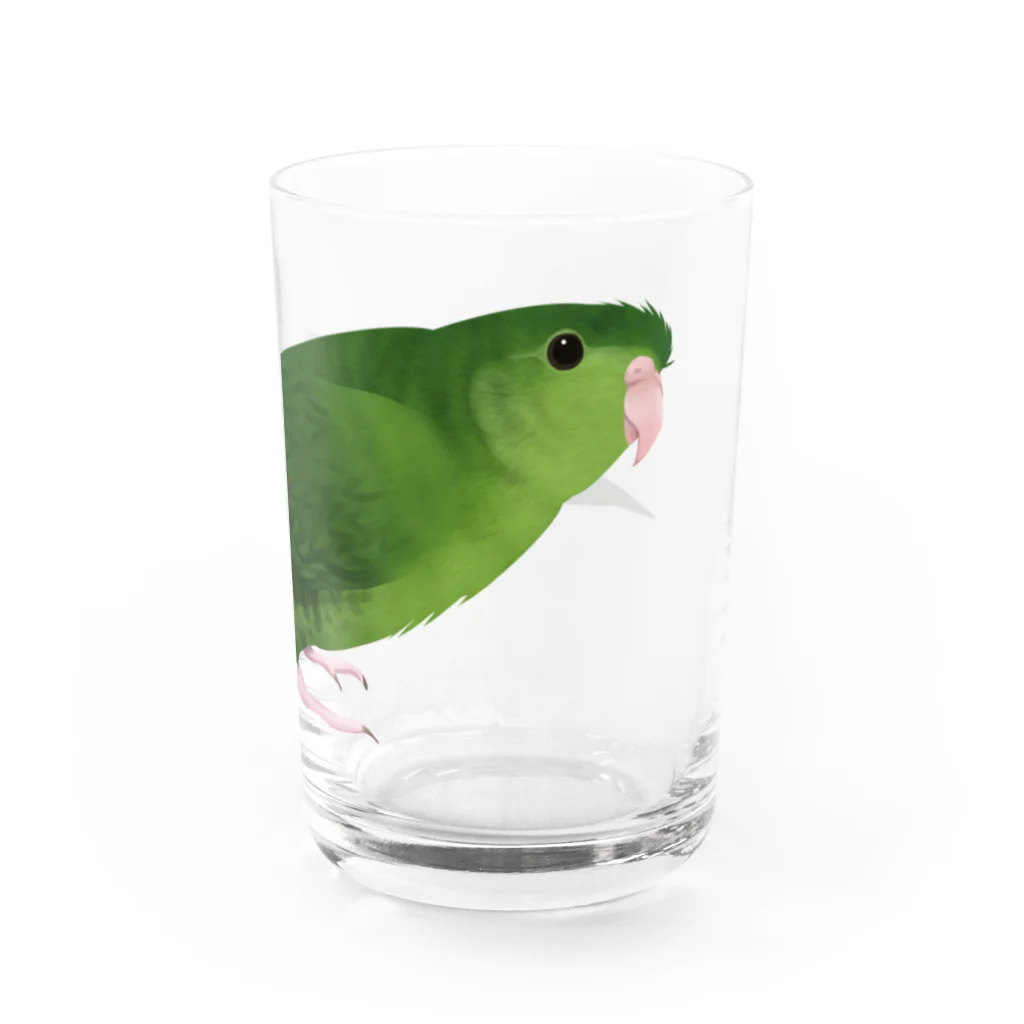 まめるりはことりのサザナミインコ　グリーン【まめるりはことり】 Water Glass :right