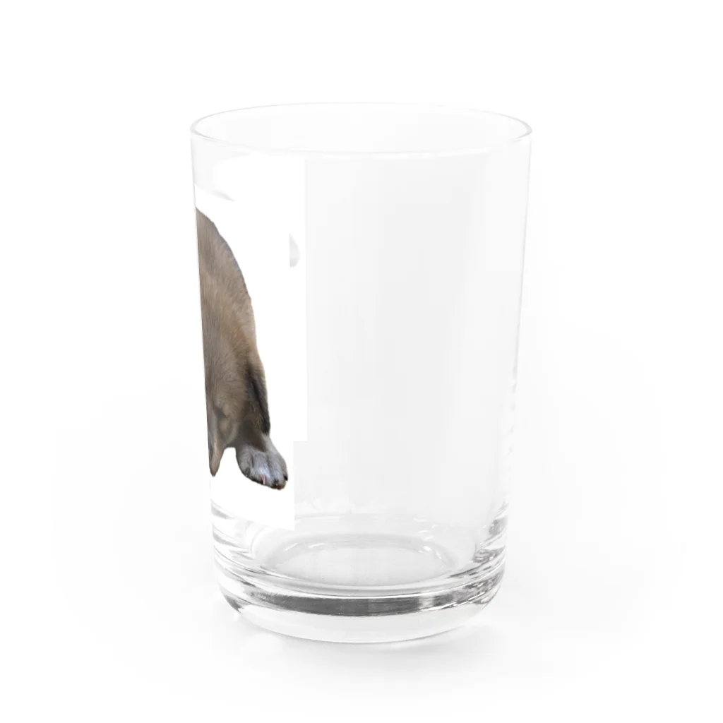 良々のぷーちゃん(雑種犬) Water Glass :right