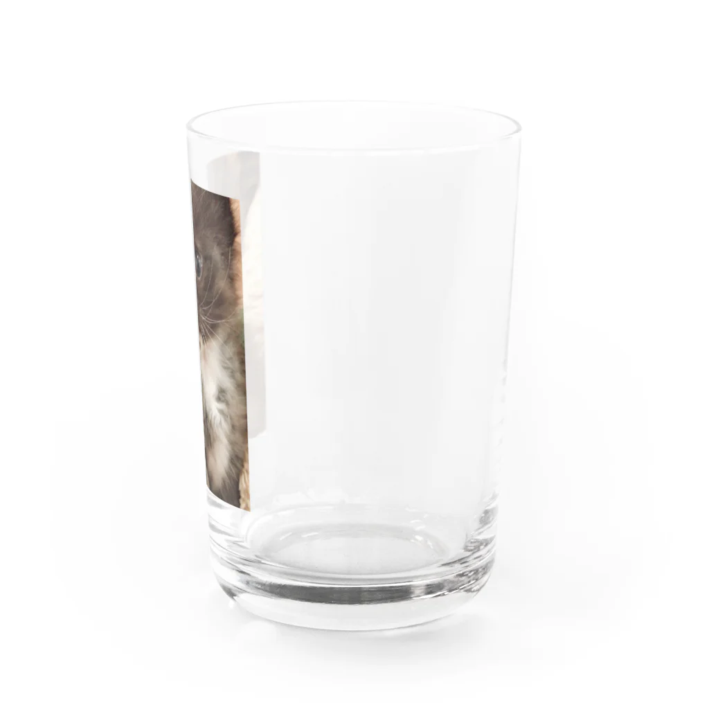 SUNNYHOUSE02のゴマくん Water Glass :right