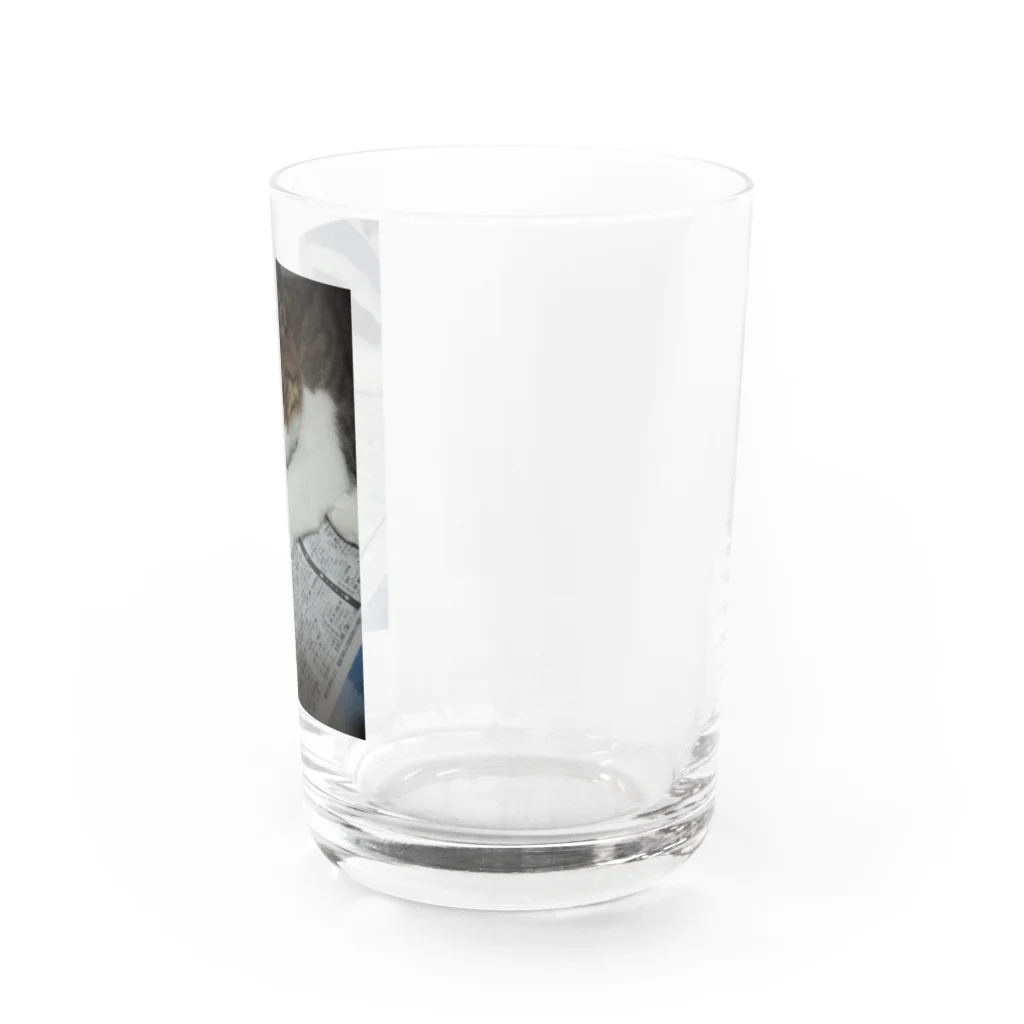 tomomi-covaののびのびネコネコ Water Glass :right