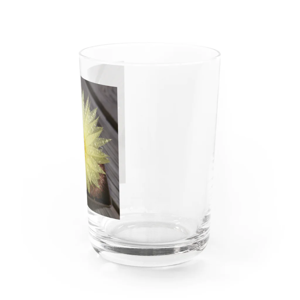 でおきしりぼ子の実験室のサボテンの花 Water Glass :right