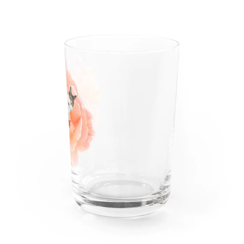 たんぽぽさんのいやし花ねこ Water Glass :right