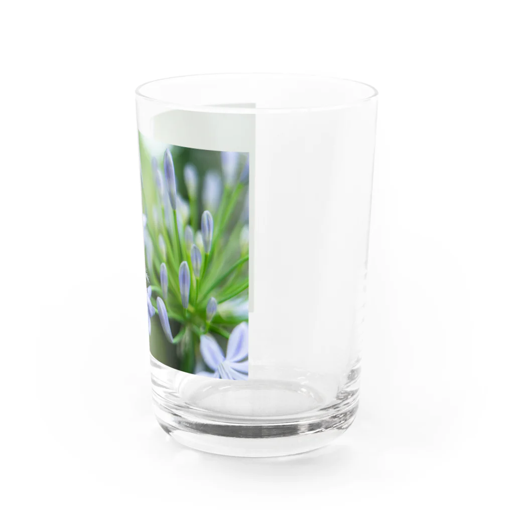 PhotoAtelier AileのAngel of Agapanthus 170702 Water Glass :right