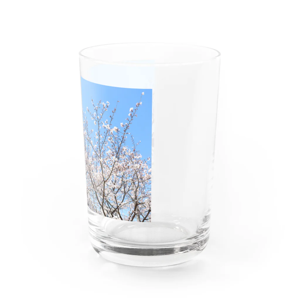 basthyのさくら Water Glass :right