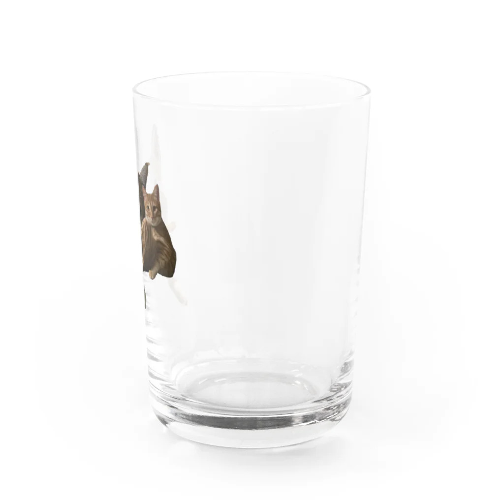 猫ねこネコ!チャム&シロのチャム&チャム Water Glass :right