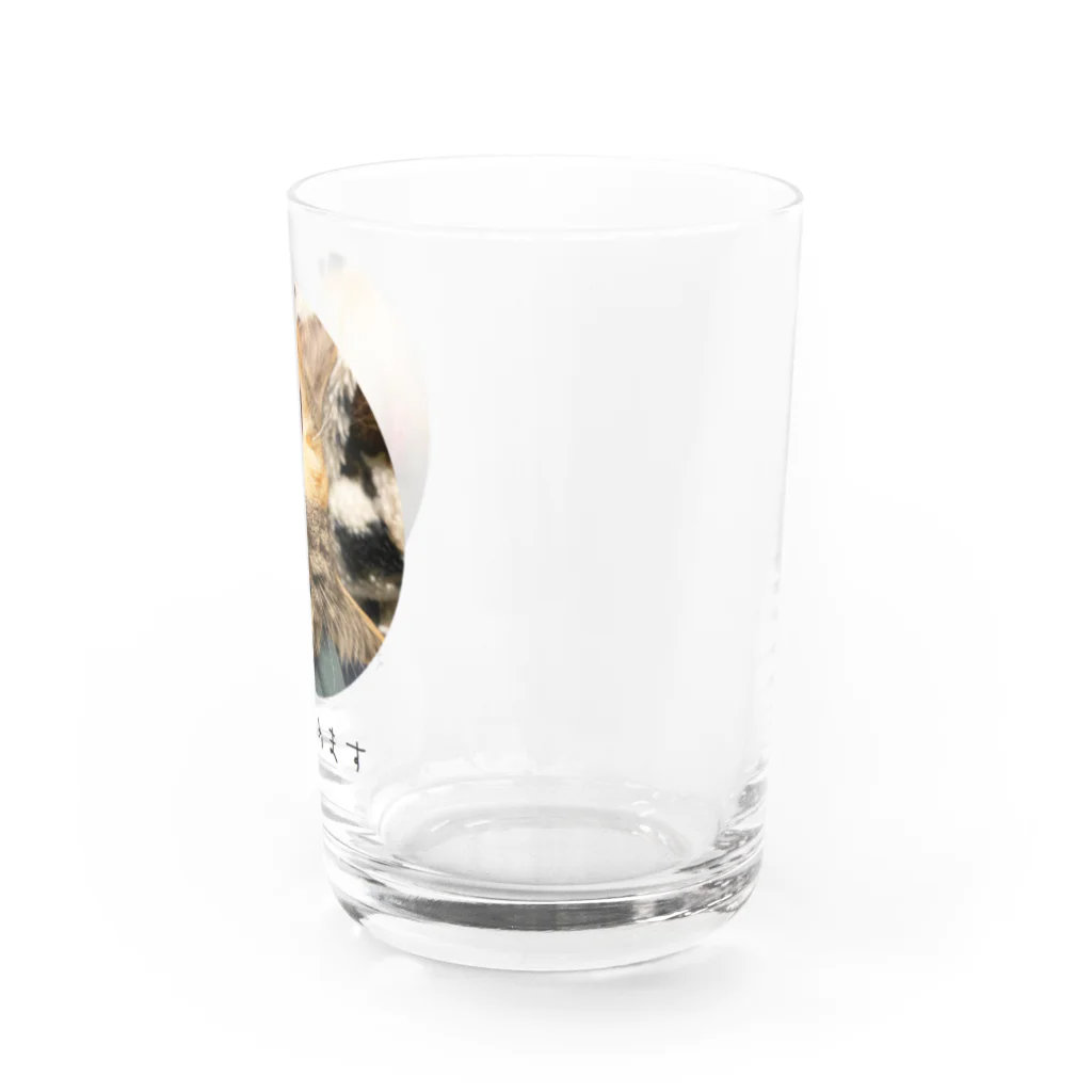 Y.Koyamaの解脱猫 Water Glass :right