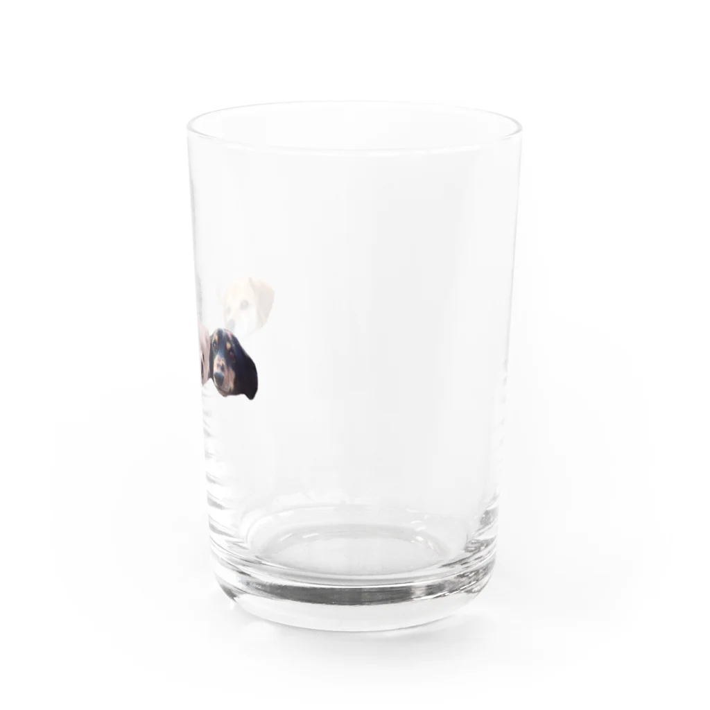 アザラシ酒のころちょこぽんた Water Glass :right