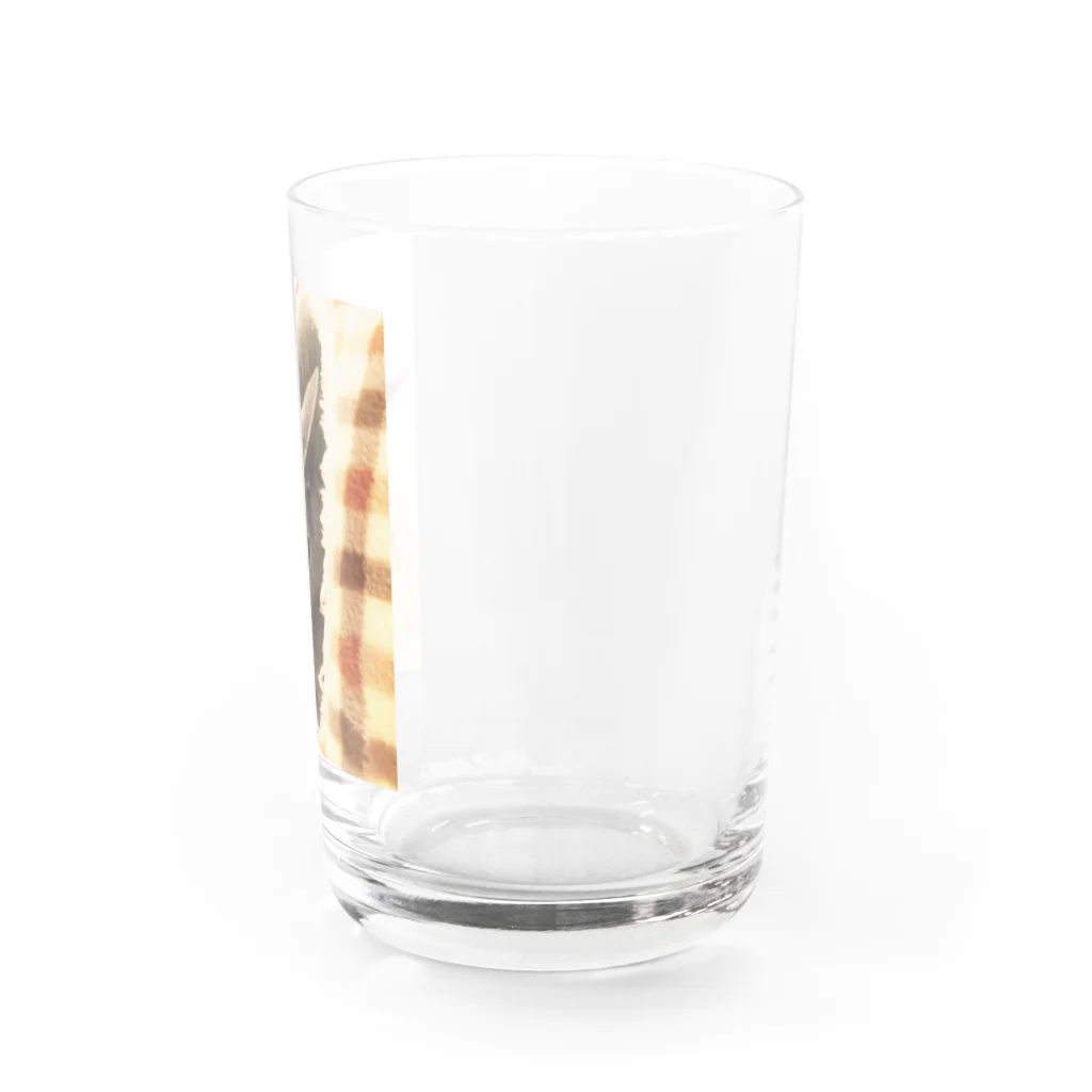 ロシアンブルー小町のお店のロシアンブルー小町_家 Water Glass :right