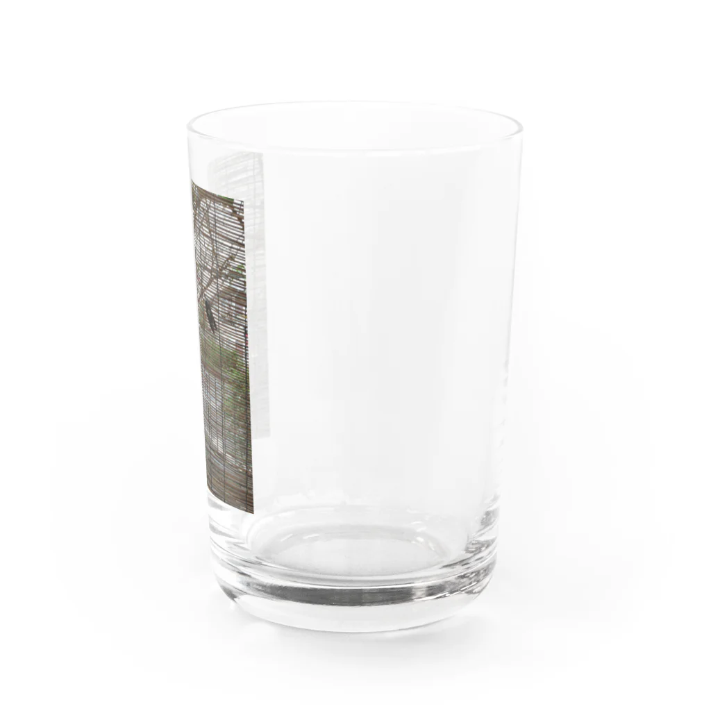 地球の楽しみ方のセミのいる夏 Water Glass :right