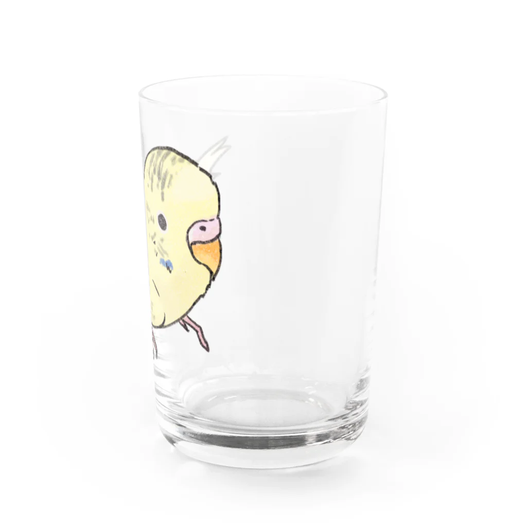 まめるりはことりの可愛いセキセイインコ　おすましちゃん【まめるりはことり】 Water Glass :right