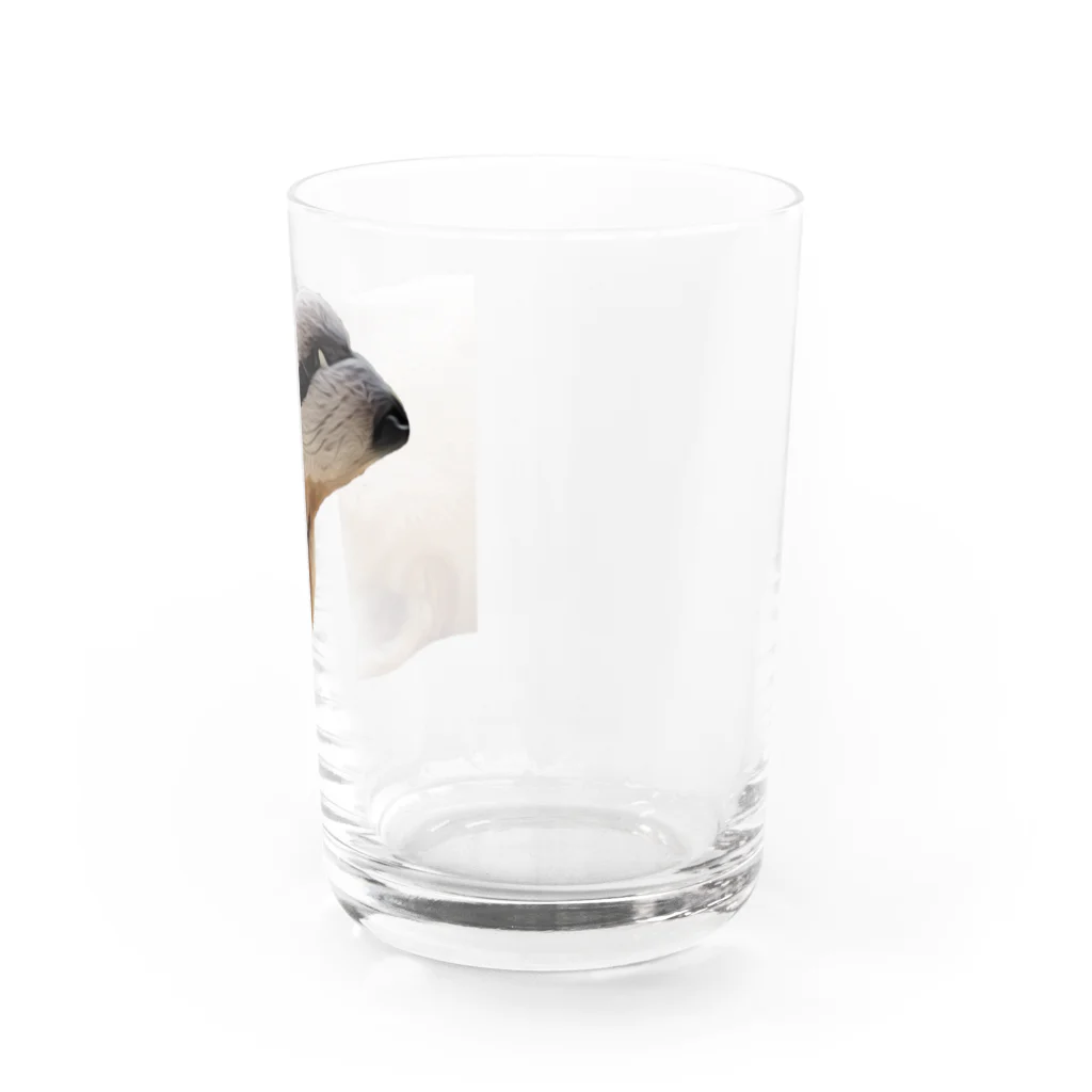 KANTAROの柴犬 おひるねかんたろう(油絵) Water Glass :right