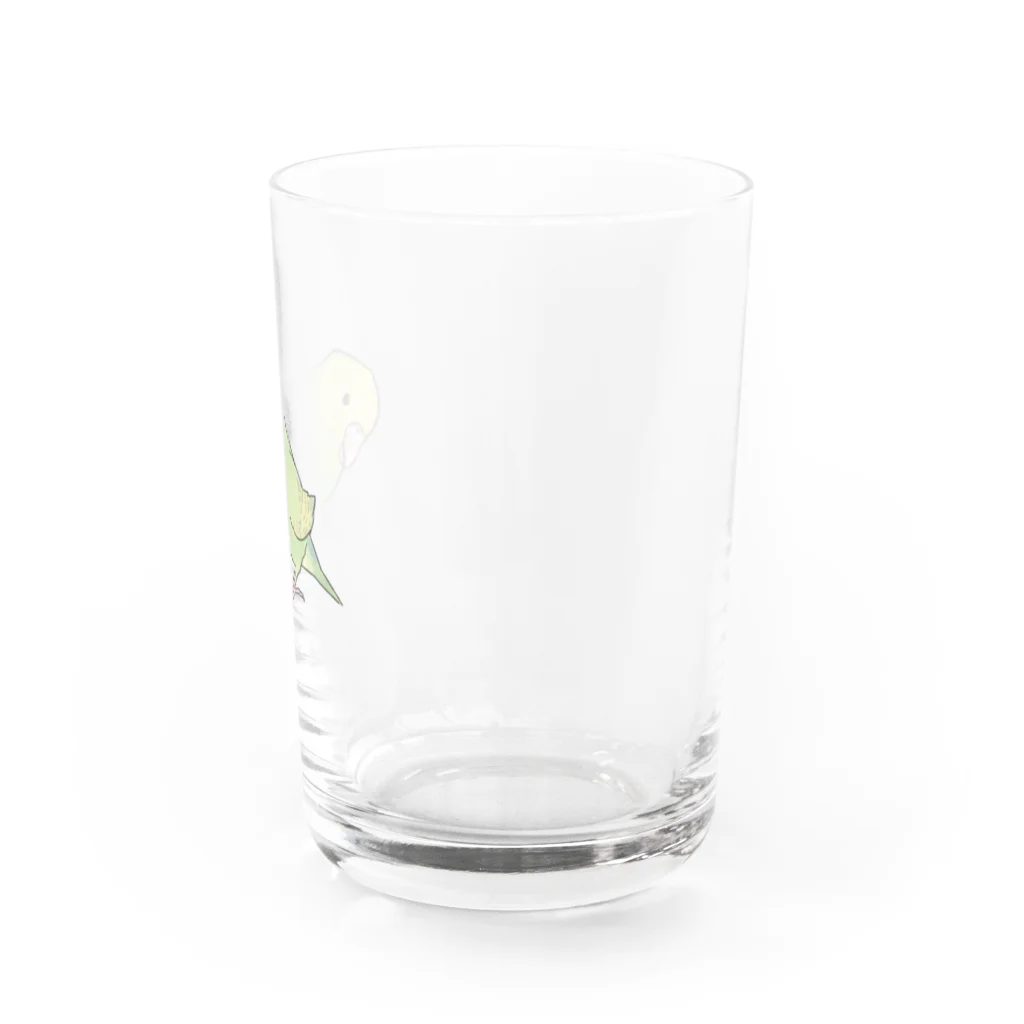 まめるりはことりの首傾げ　スパングルセキセイインコちゃん【まめるりはことり】 Water Glass :right