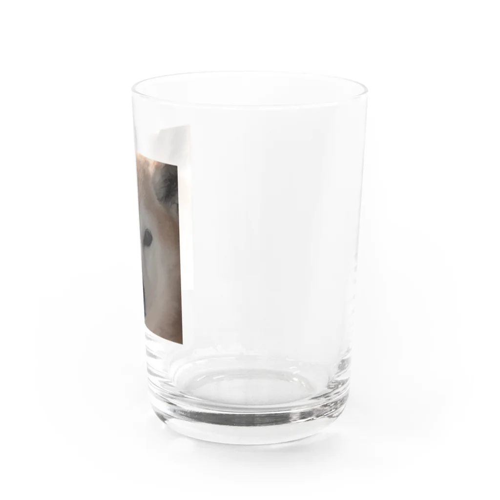 とりいの犬がみている Water Glass :right