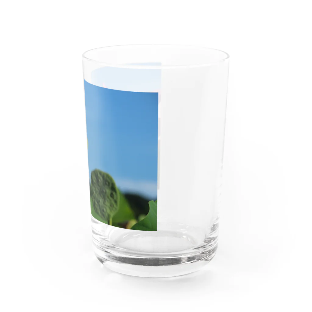 豆たの午前7時の蓮 Water Glass :right