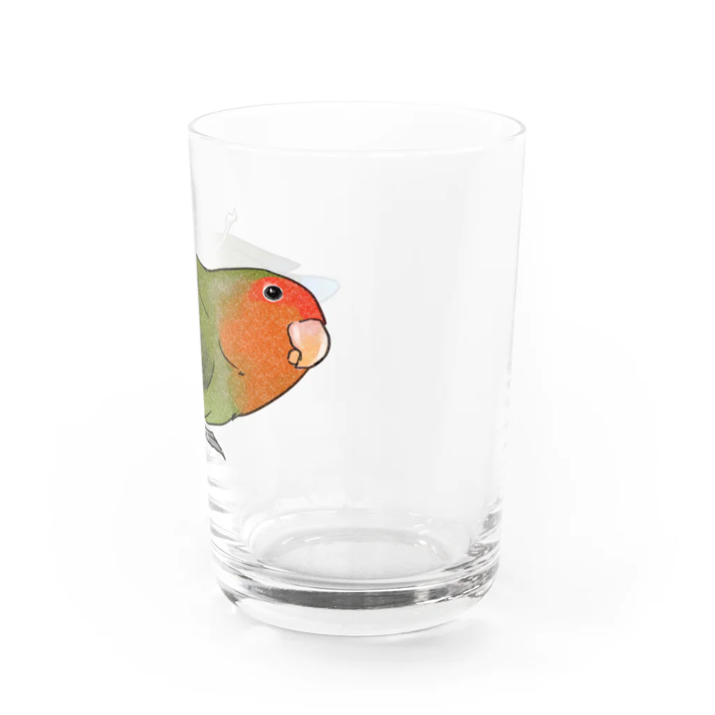 まめるりはことりのおすましコザクラインコ　きなこちゃん【まめるりはことり】 Water Glass :right