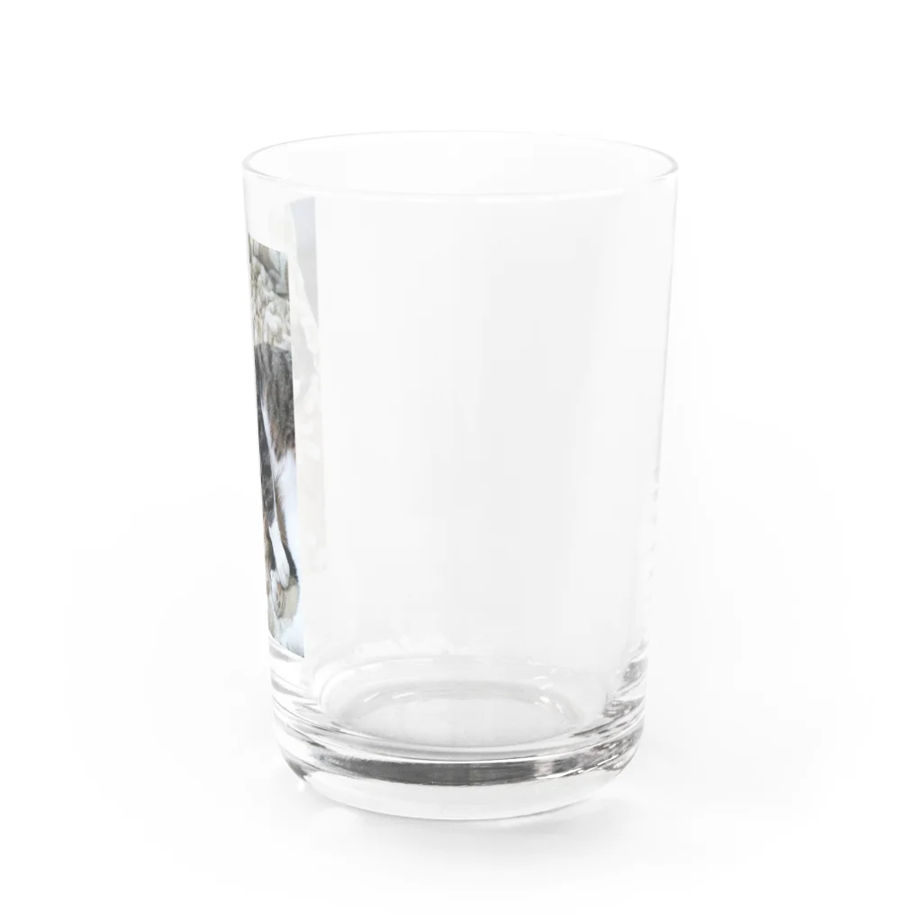 豆もち（沢山の色々な推しの幸せ祈ります）のゴロンとにゃんこ Water Glass :right