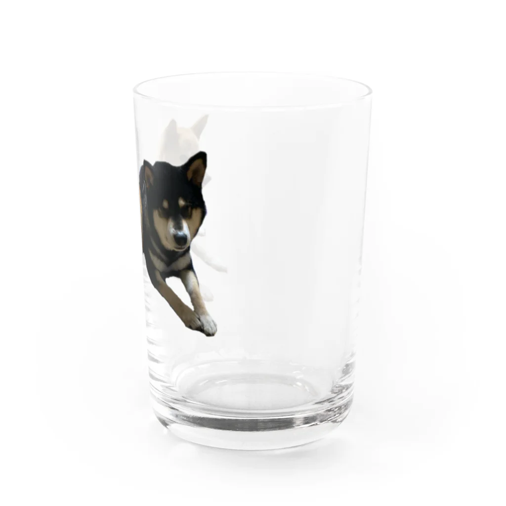 柴犬と柴犬の柴犬2頭 Water Glass :right