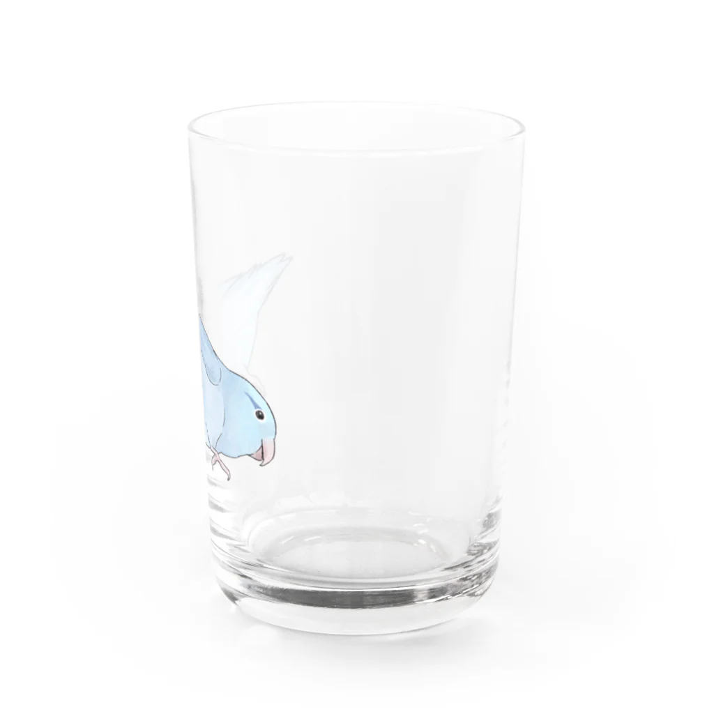 まめるりはことりのマメルリハ　もちふりちゃん【まめるりはことり】 Water Glass :right