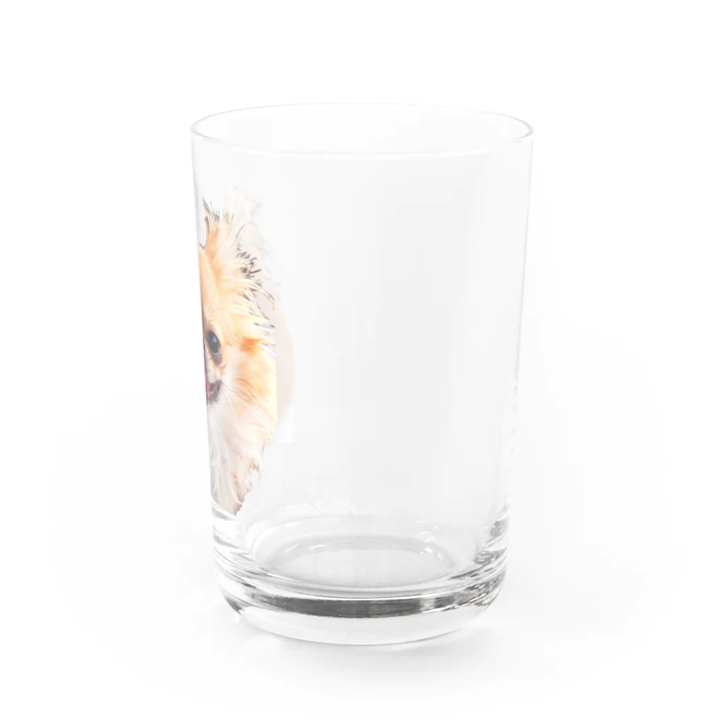 チワワ&ポメラニアンのおうちのチワワのミロくん Water Glass :right