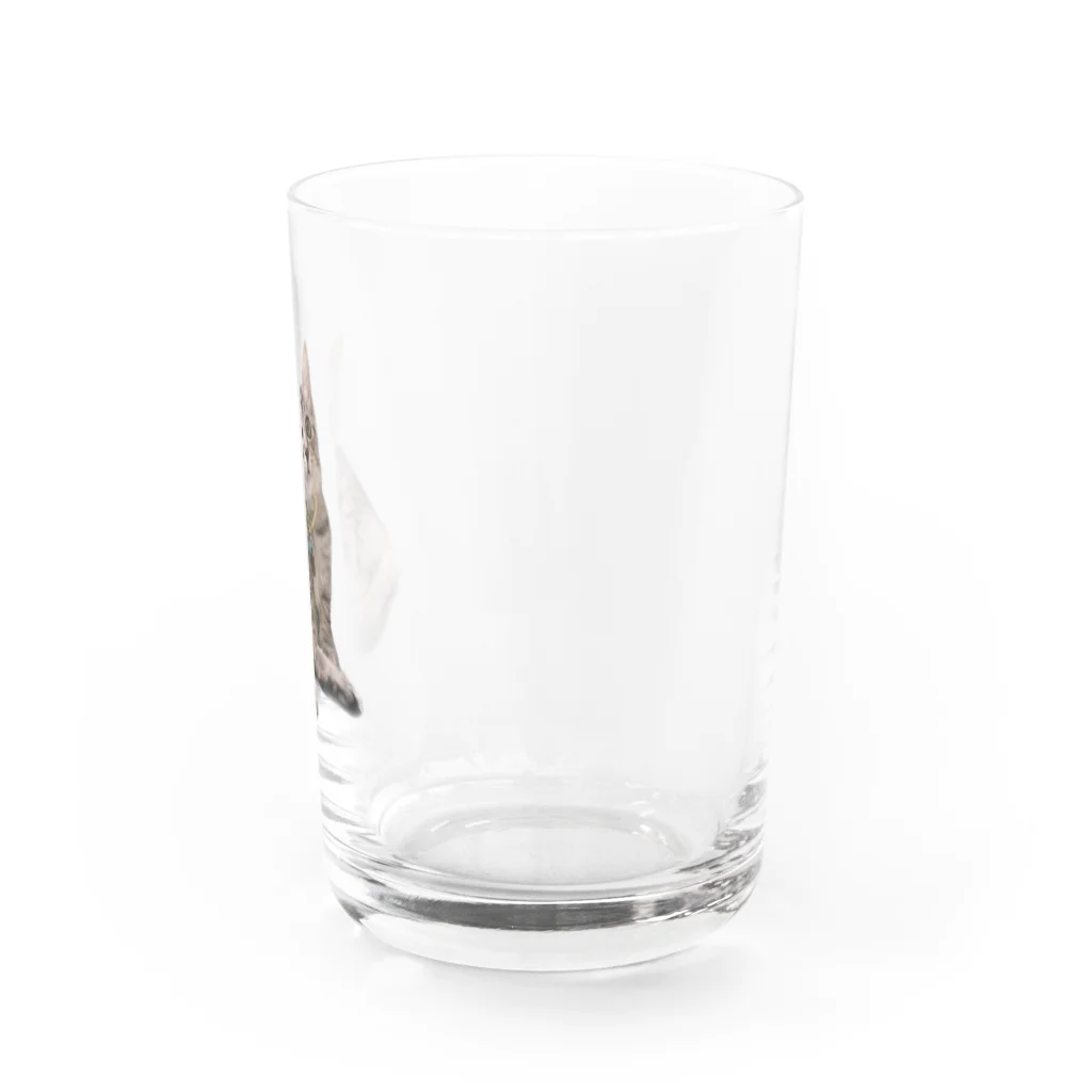 うちのネコチャンのお座りネコチャン Water Glass :right