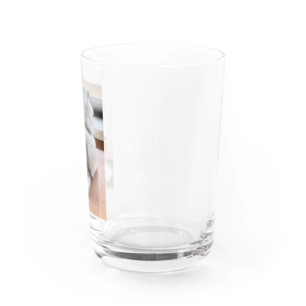 猫しゃちょうのアッくんの、お・し・り❤ Water Glass :right