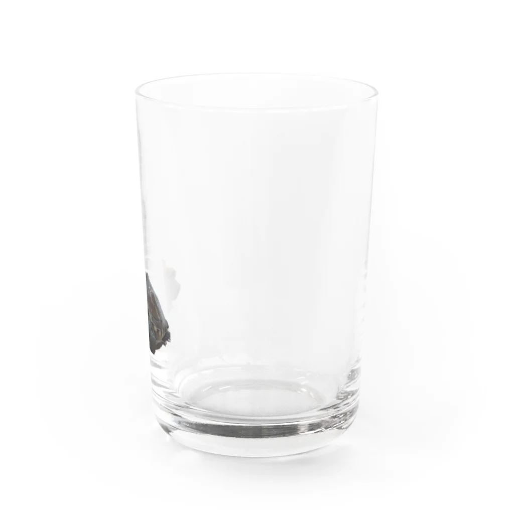 DNS PETのゼニガメのきん Water Glass :right