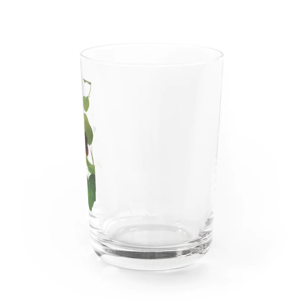 はっぴこの黒いベタ Water Glass :right