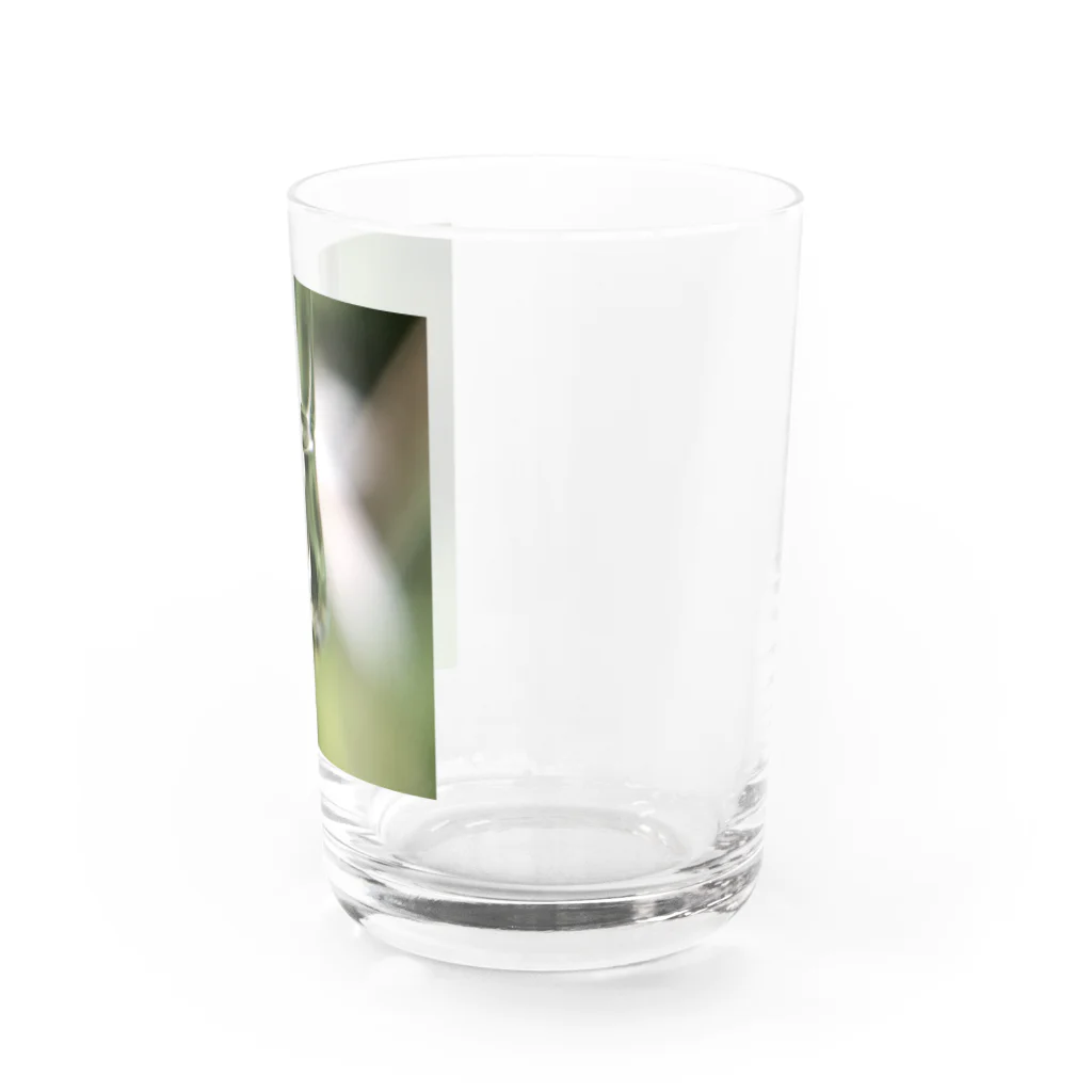 Mumearth Essenceのへんしん Water Glass :right