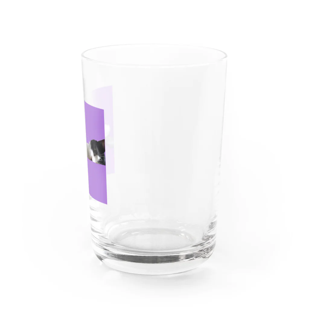 猫好きの横たわりはちわれ猫 Water Glass :right