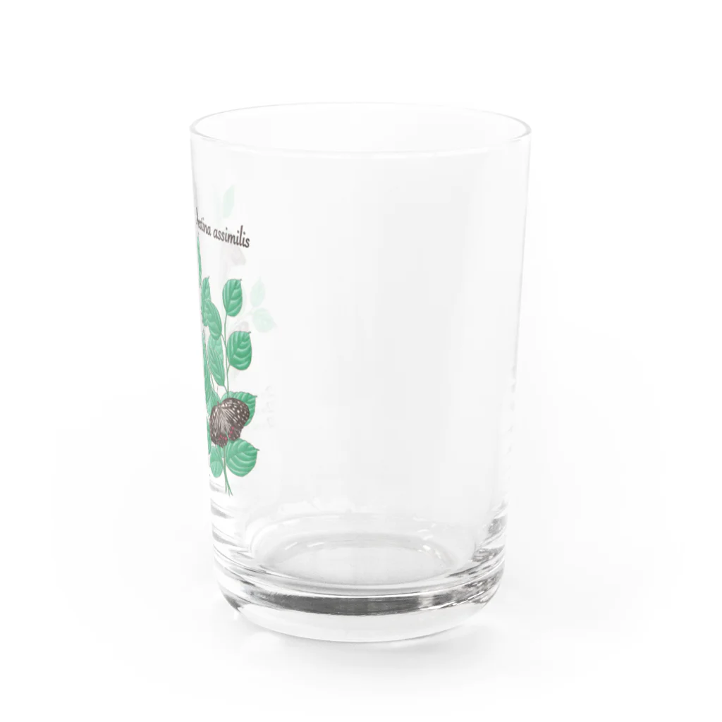 kitaooji shop SUZURI店のアカボシゴマダラとエノキ Water Glass :right