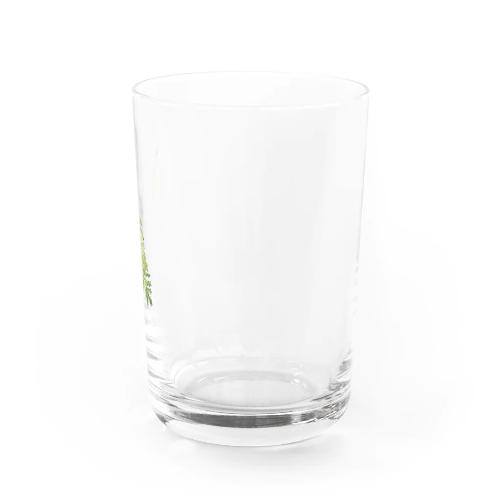 雨林Designのオオイデスなんです Water Glass :right