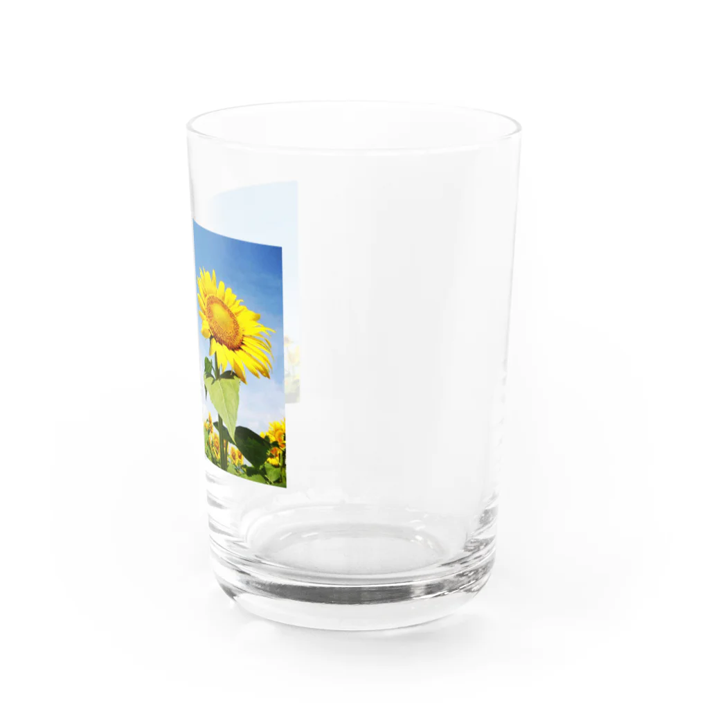 太陽書房のヒマワリ Water Glass :right