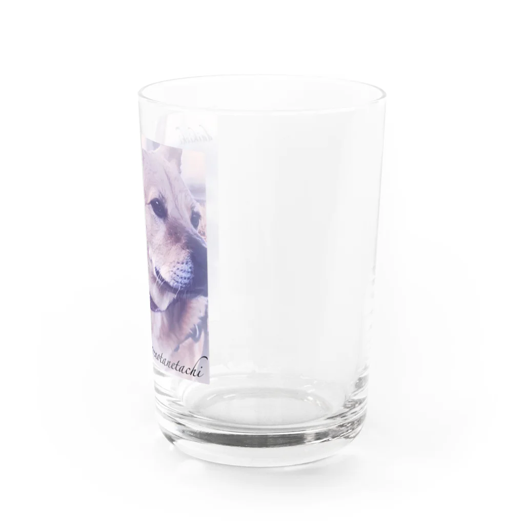 たねたねClub〜認定NPO法人しあわせの種たちの大吉くんグラス♪ Water Glass :right