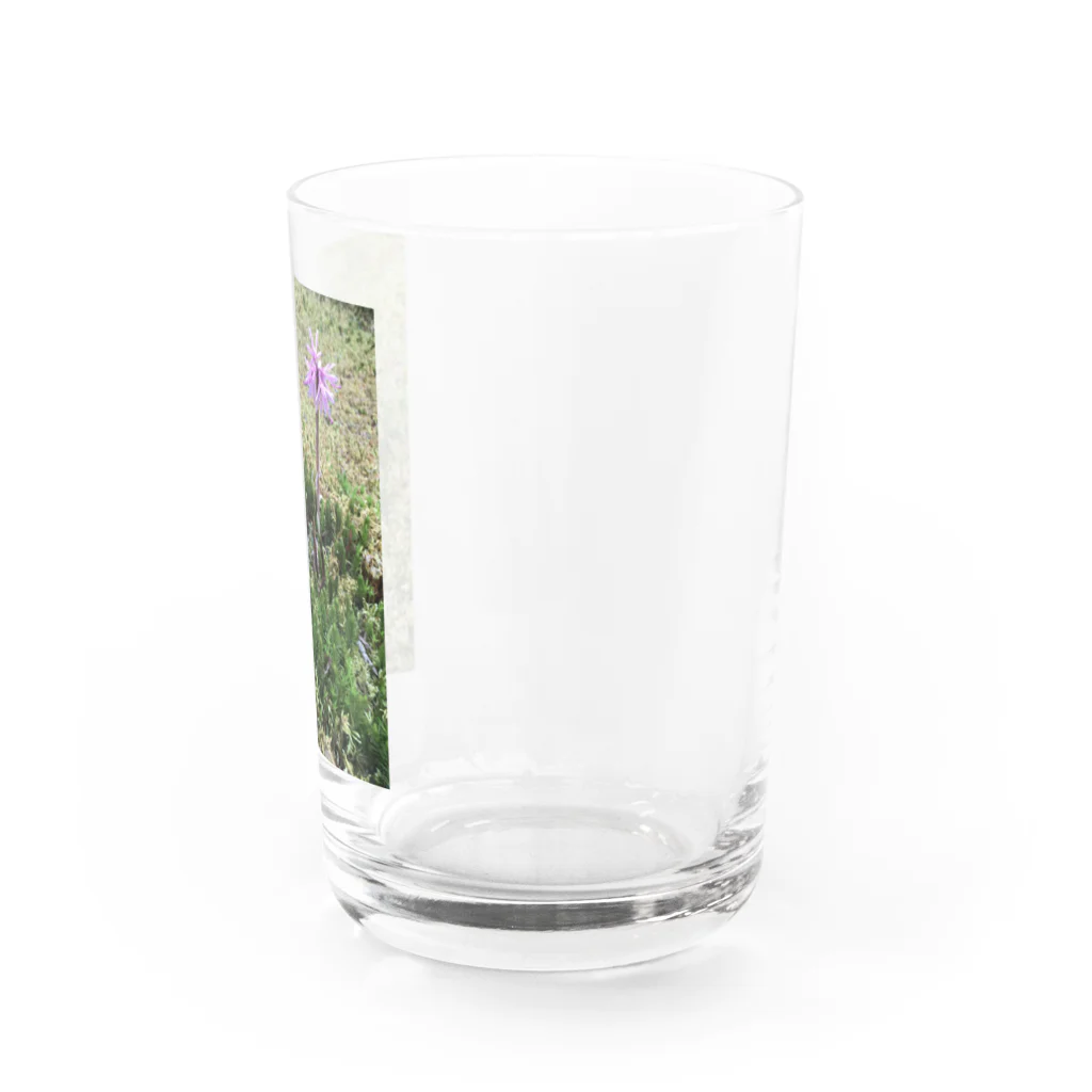 不思議商店のショウジョウバカマ Water Glass :right