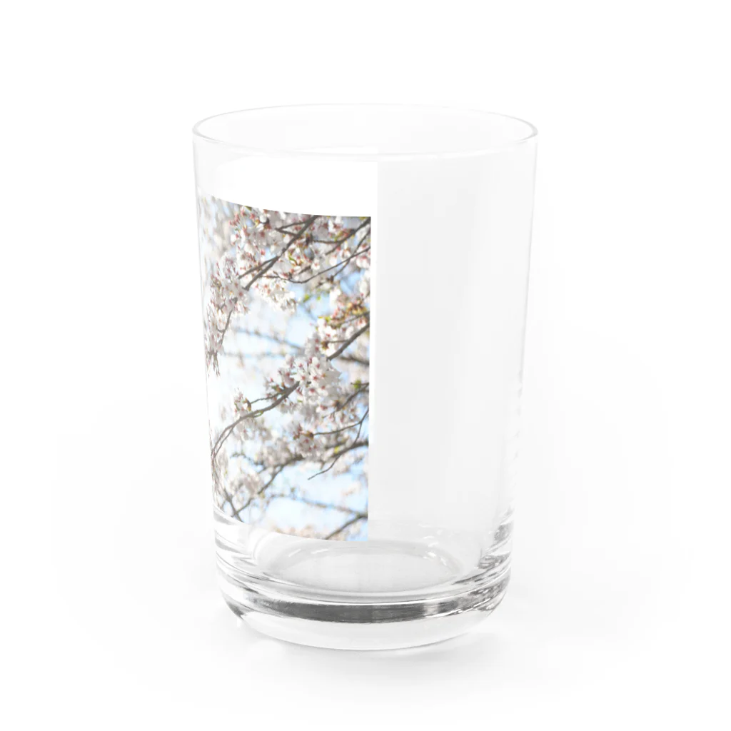 ばりこ@なりこ@ポジティブのさくら Water Glass :right