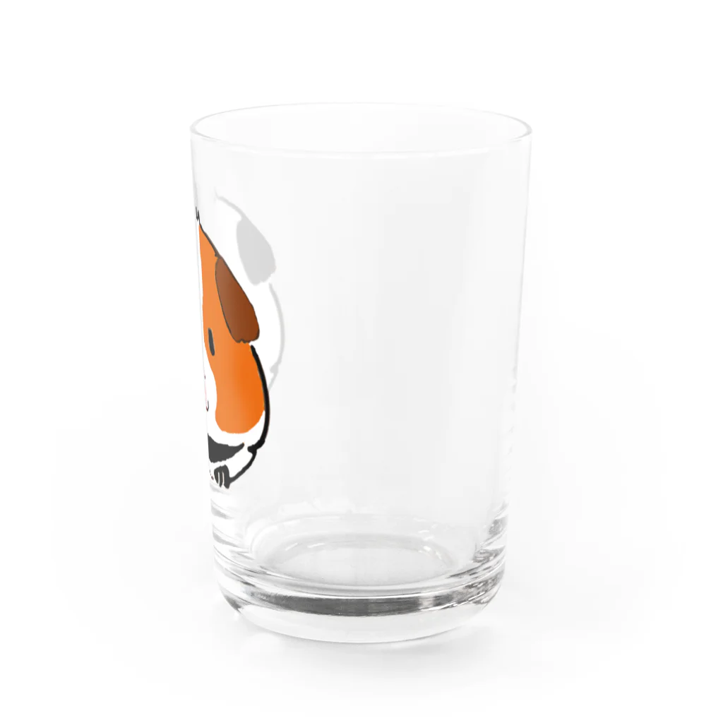 モルモットのミマモル隊のミケちゃん Water Glass :right