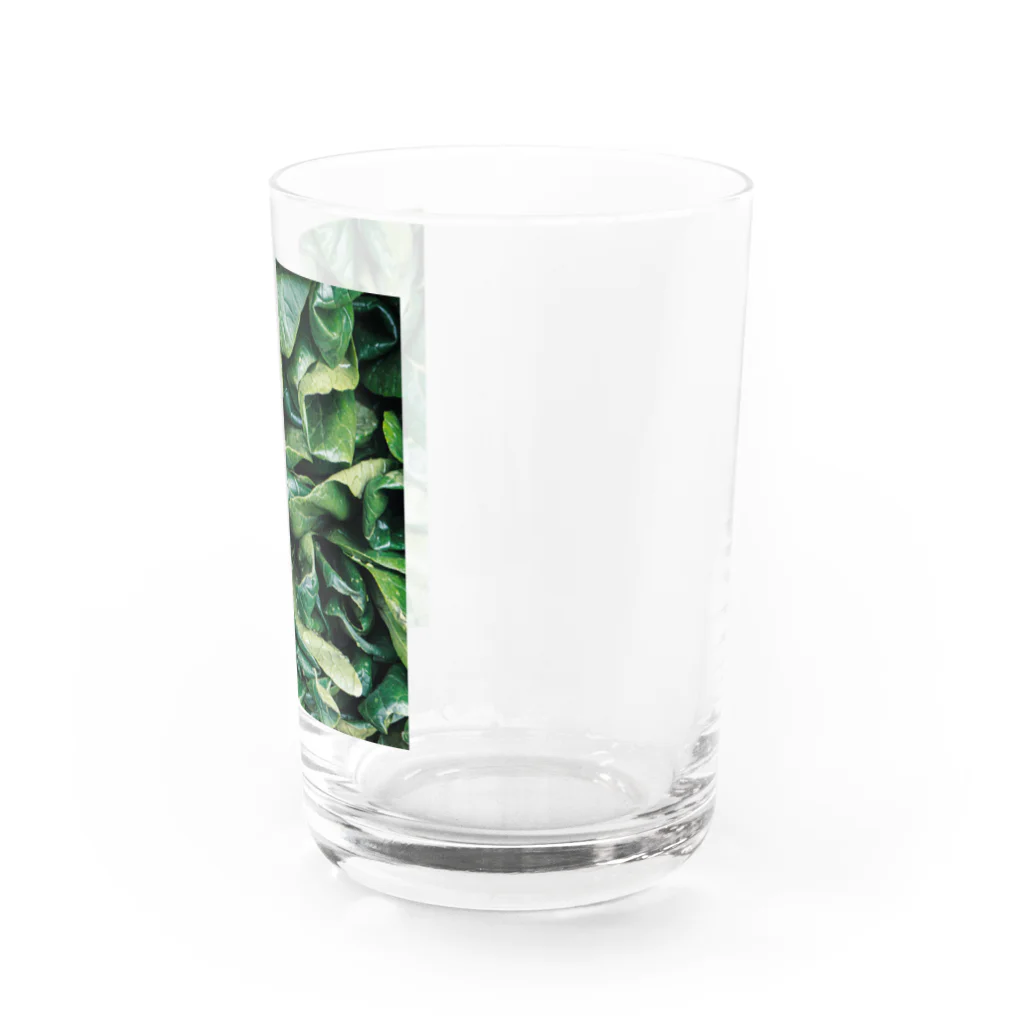 放浪写真家マコヴォイのお店のシャキシャキ Water Glass :right
