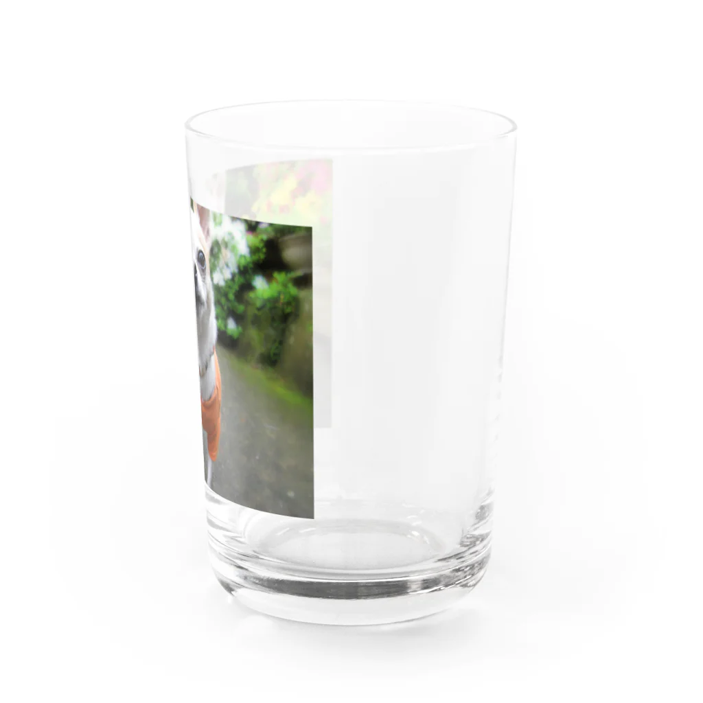 akane_art（茜音工房）のカラフルチワワ（フラワー） Water Glass :right