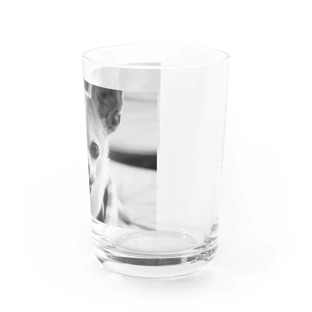 akane_art（茜音工房）のモノクロチワワ（ぺろんちょ） Water Glass :right