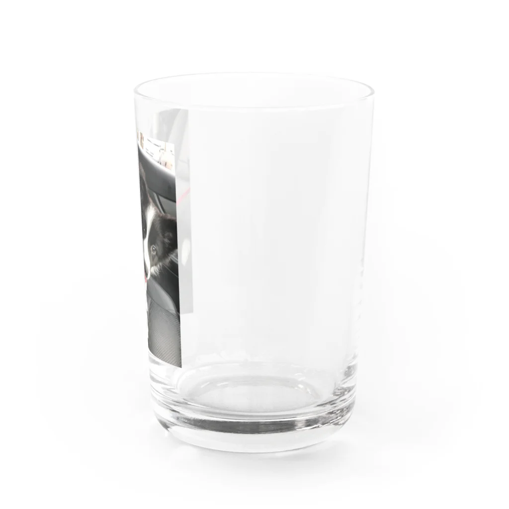 ボーダーコリーのゆうちゃんのボーダーコリーのゆうちゃん Water Glass :right