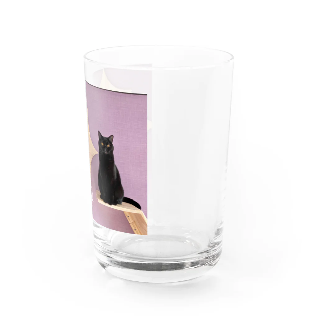 猫カフェラグドール（大阪難波）の猫カフェラグドールねむらむちゃん Water Glass :right