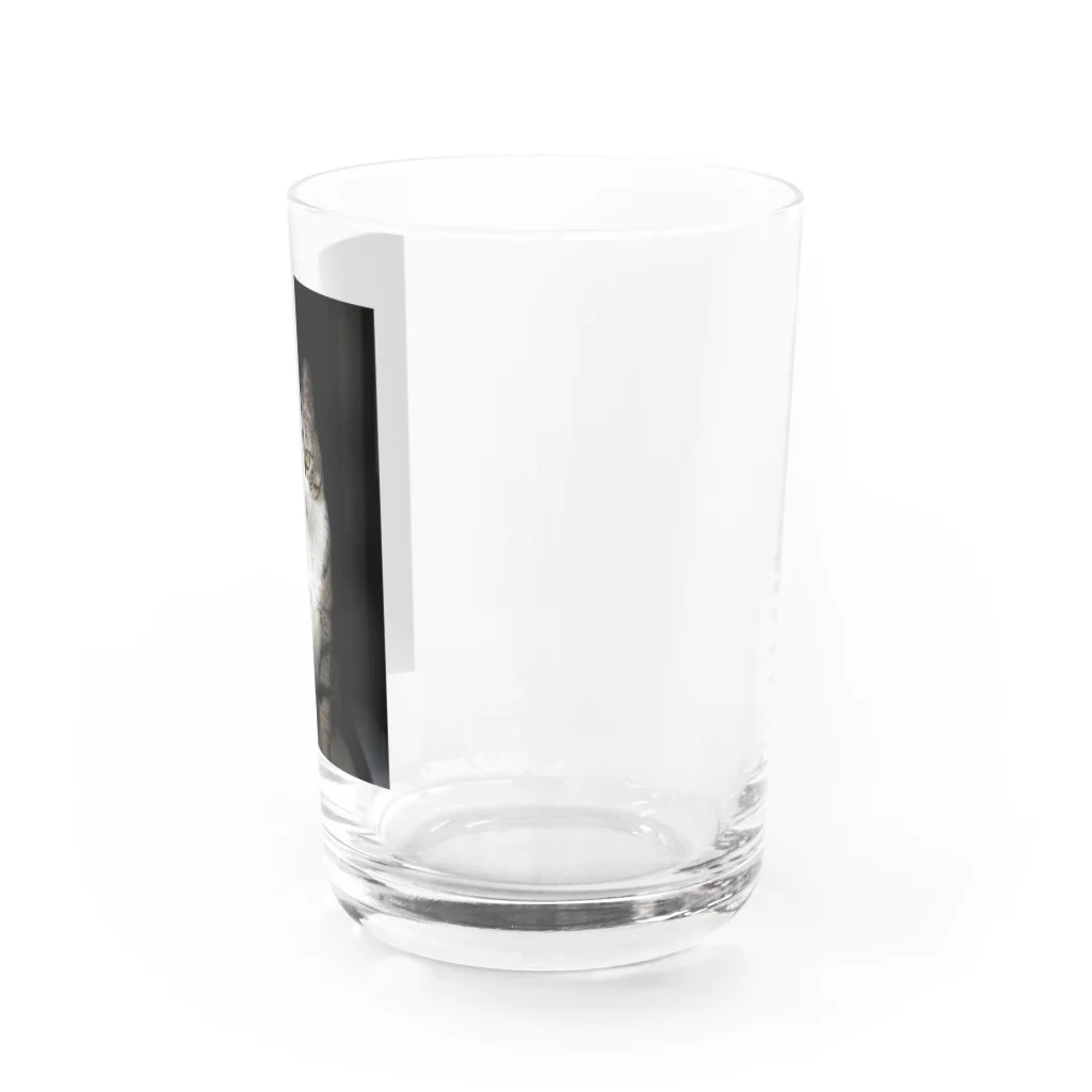 miyu_the_catの見据えるキャット Water Glass :right