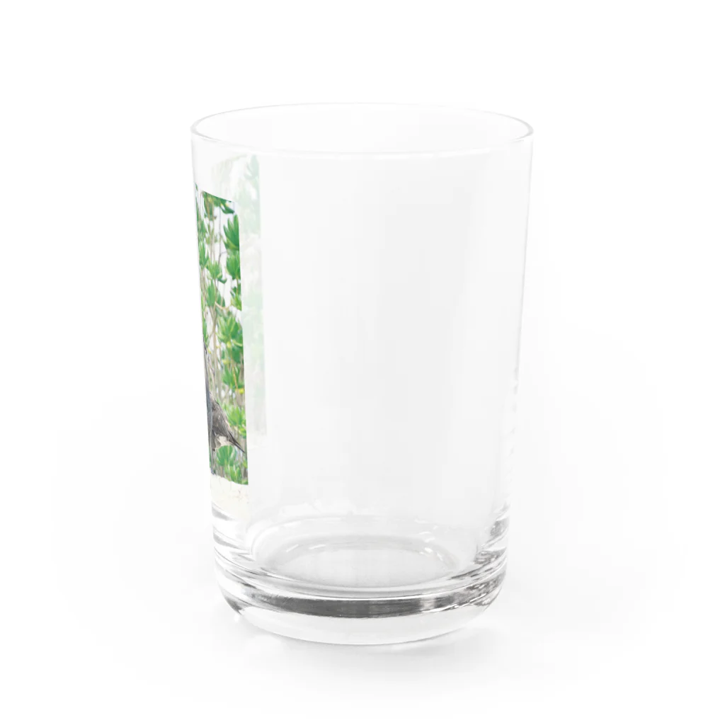 写真的徒然草のクロアシアホウドリ Water Glass :right