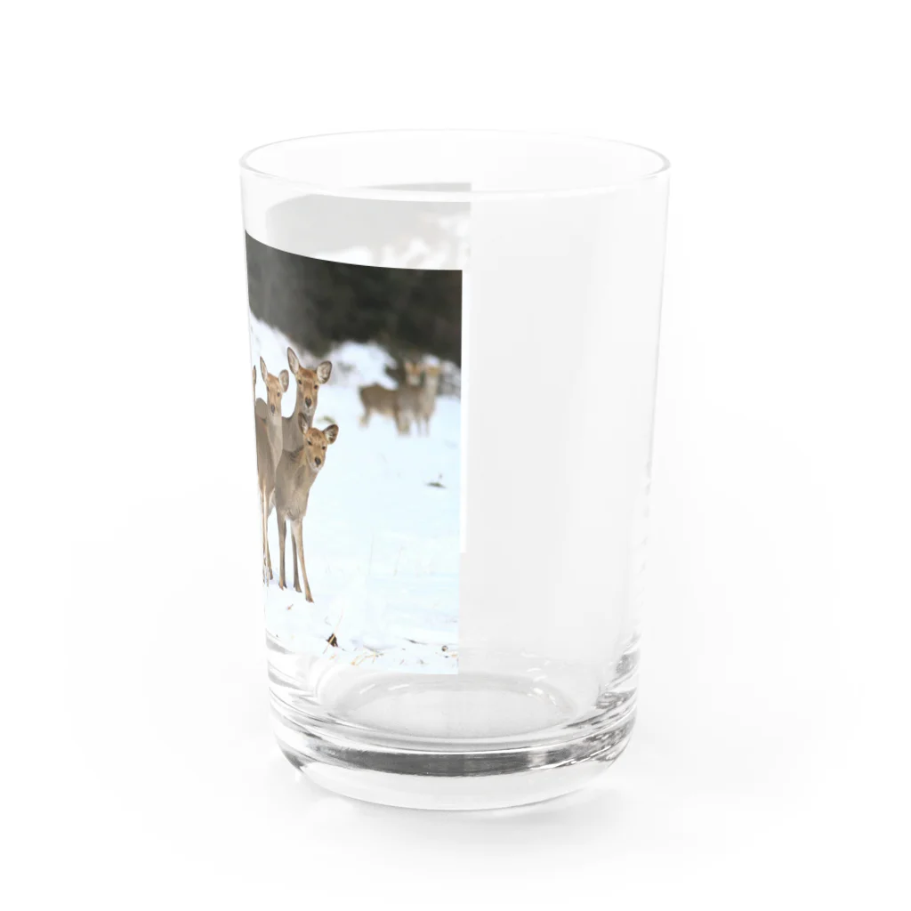 野鳥と犬の竃蔵屋(かまくらや)のエゾシカ。鹿。動物。 Water Glass :right