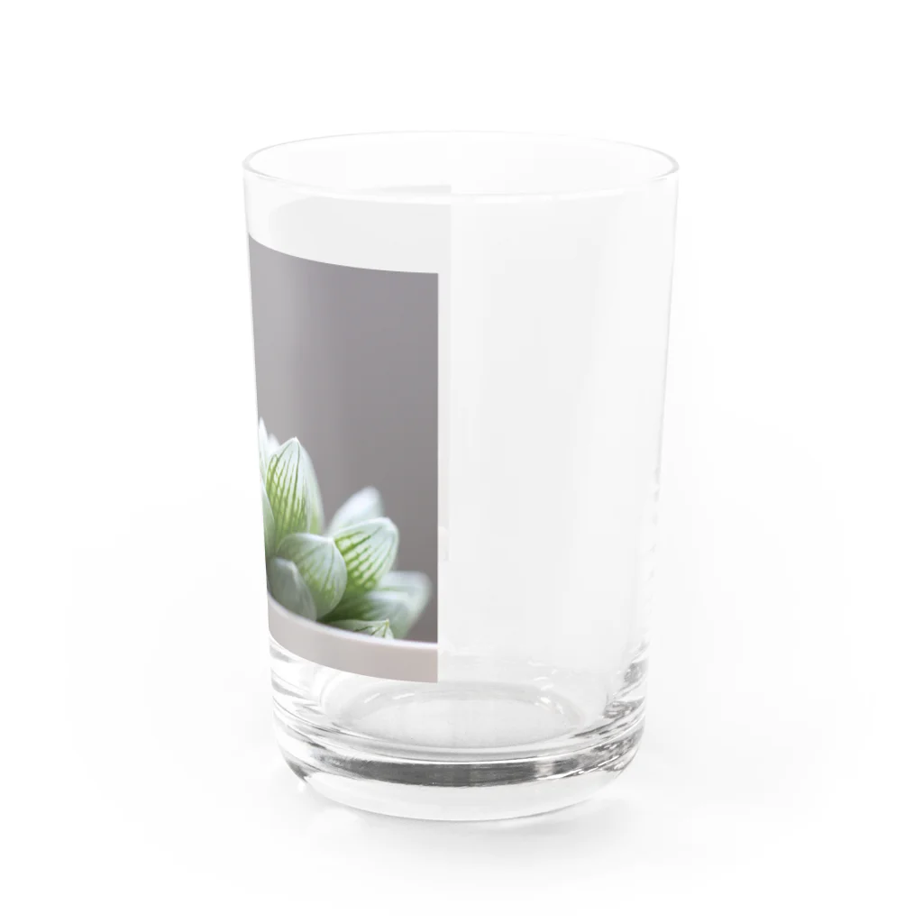 8l0のハオルチア　多肉植物 Water Glass :right