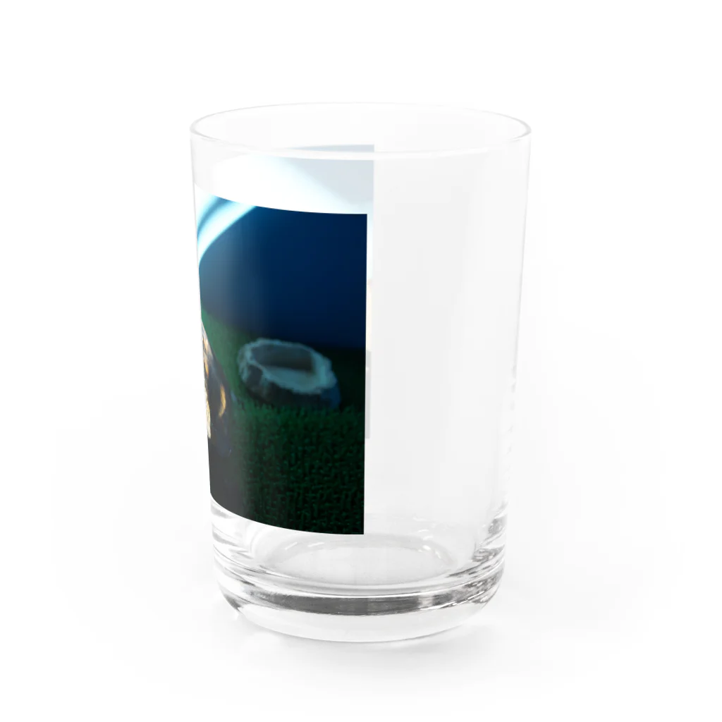 淡水大好きのニホンイシガメのミントちゃん Water Glass :right