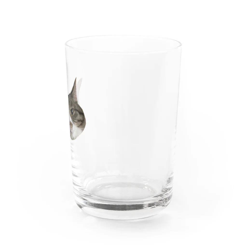 ジャパニャンライフのキジ白ミィの顔ドアップグラス Water Glass :right
