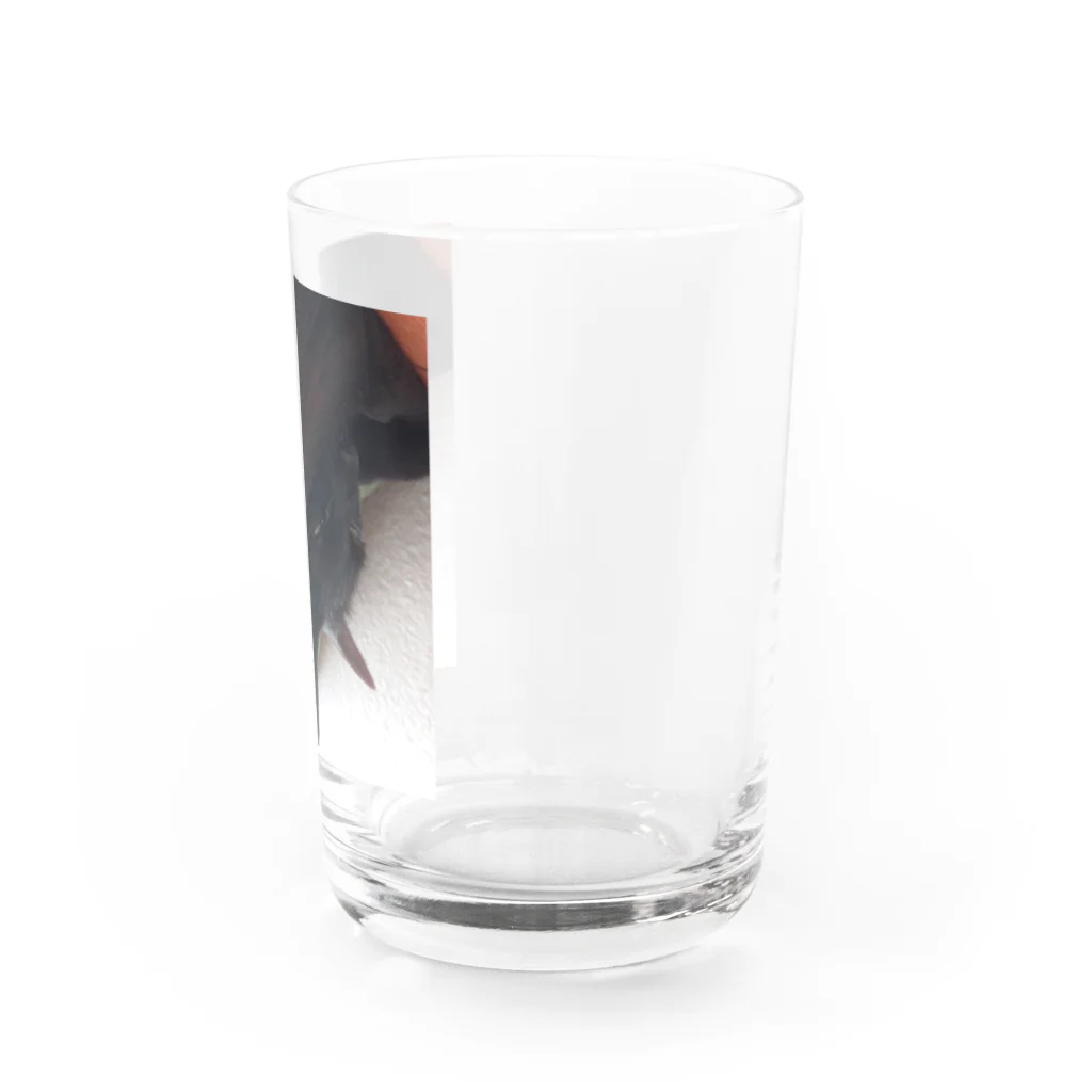 猛毒おひたしのミラー効果ねこ天地逆転 Water Glass :right